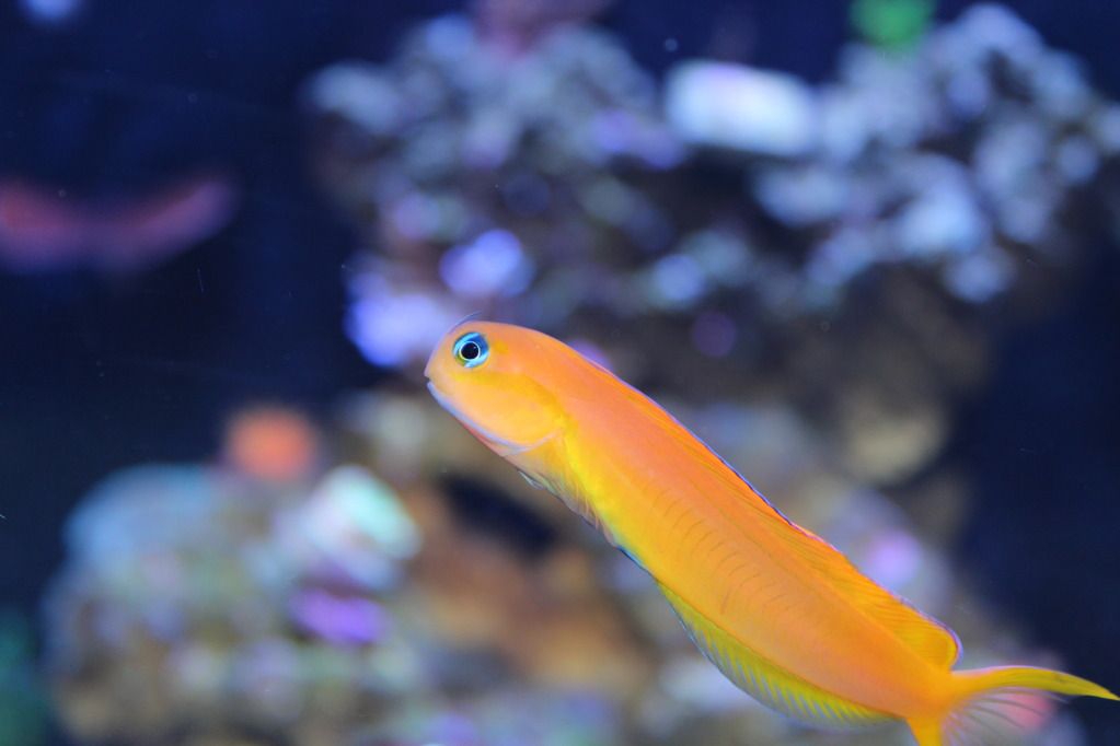 African Midas Blenny