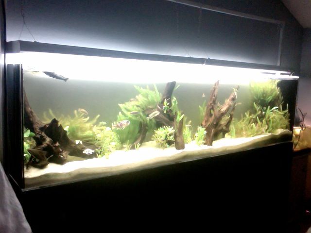 160 gallon fish tank