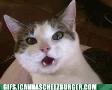 funny-animal-gifs-the-most-amazing-thing-ever.gif