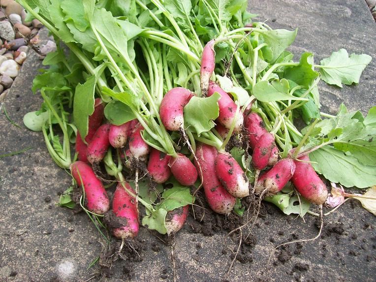 radishes-loadsof_zps8e52e5ec.jpg