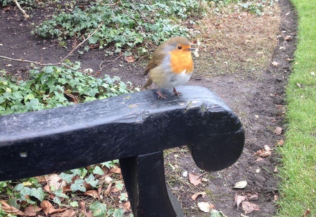 robin02_zps2fncycew.jpg