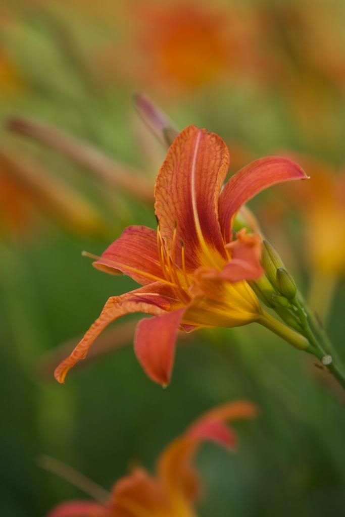 IMAGE: http://i1097.photobucket.com/albums/g349/jamesbutler1/OrangeLily.jpg