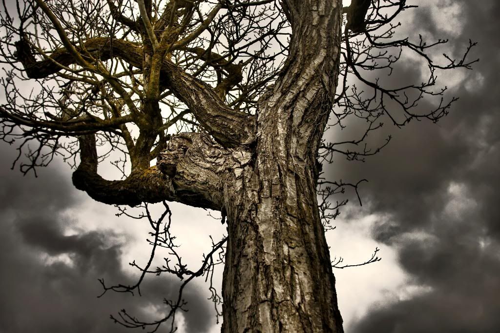 IMAGE: http://i1097.photobucket.com/albums/g349/jamesbutler1/StormTree.jpg