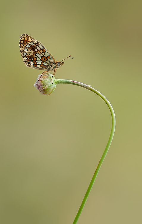 Fotografie