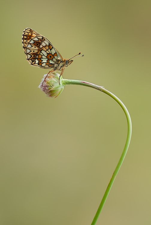 Fotografie