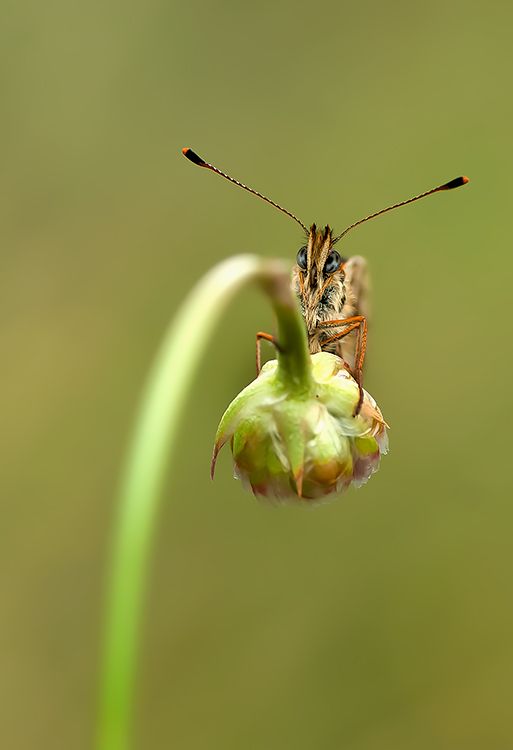 Fotografie