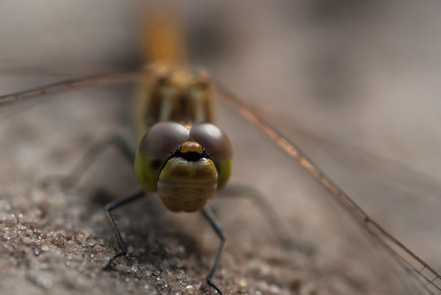 Fotografie