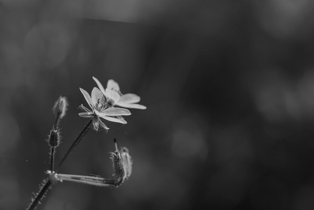 Fotografie