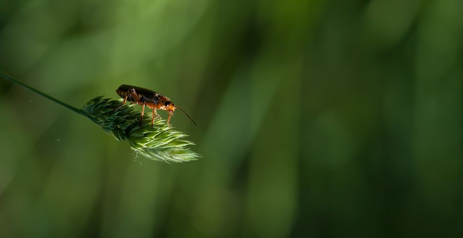 Fotografie