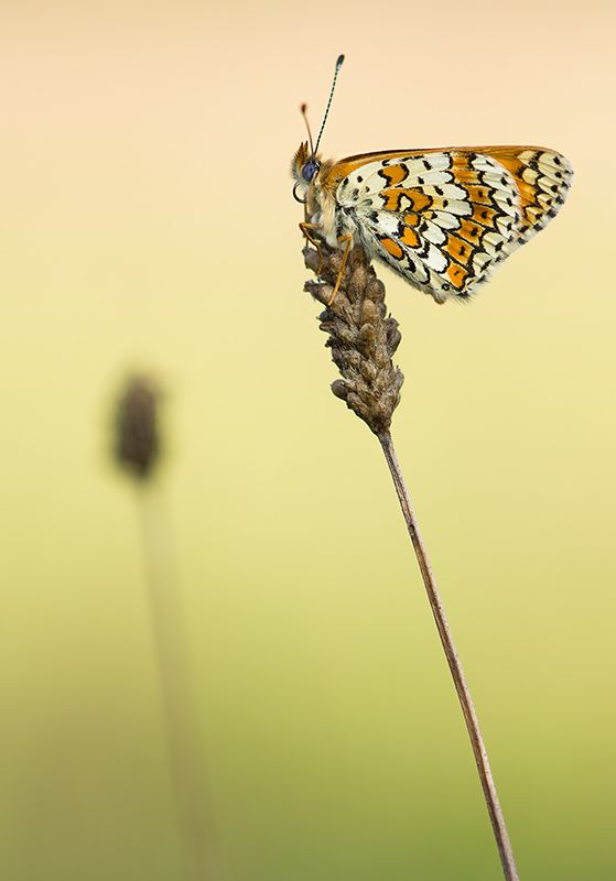 Fotografie