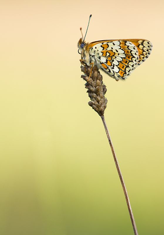 Fotografie