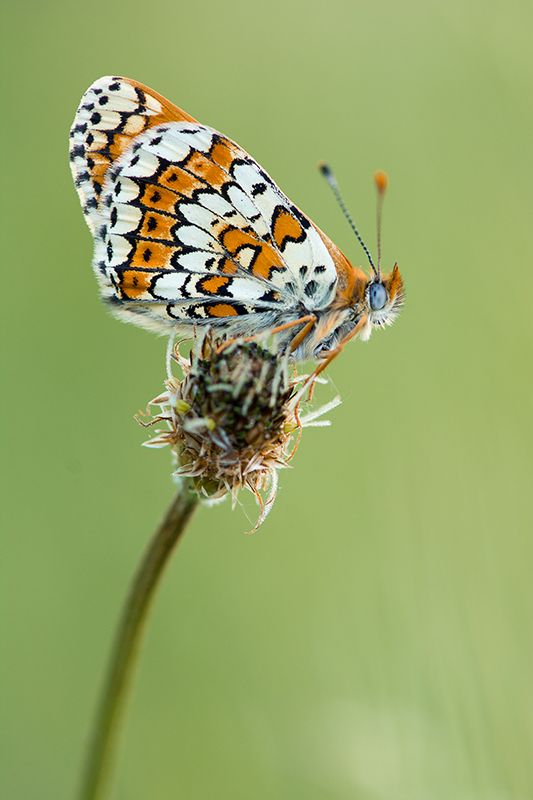 Fotografie