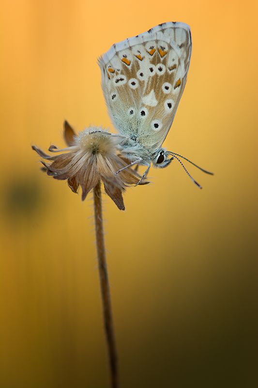 Fotografie