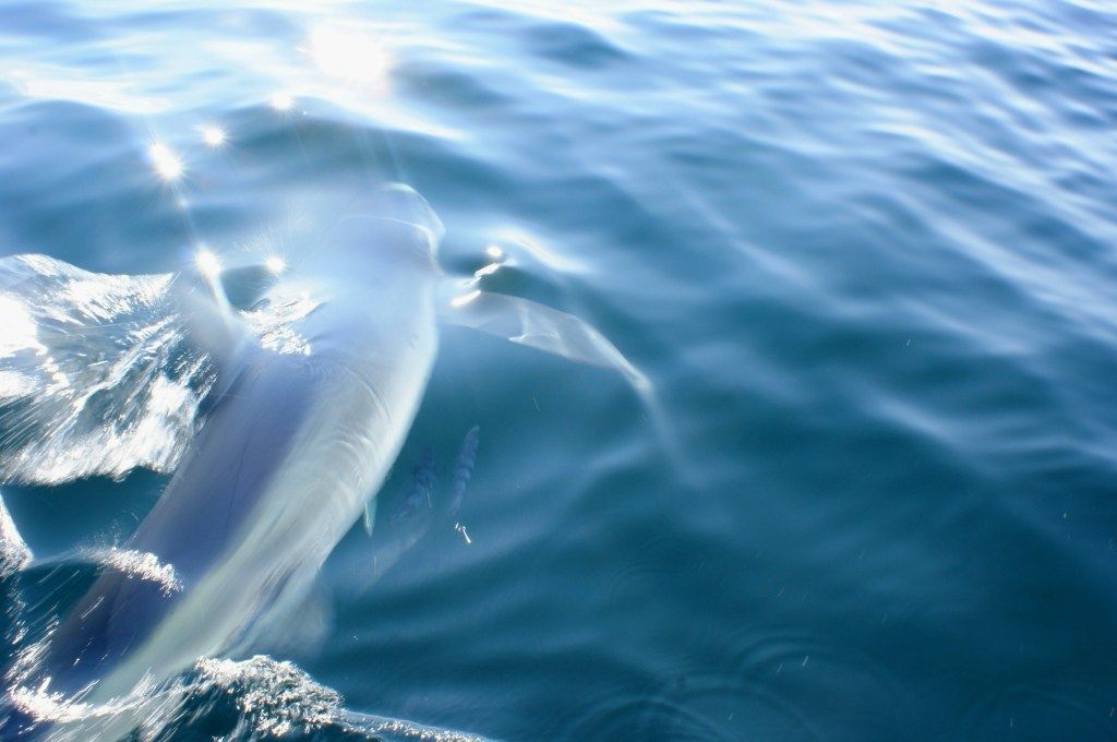 Sharkfishing2011016.jpg