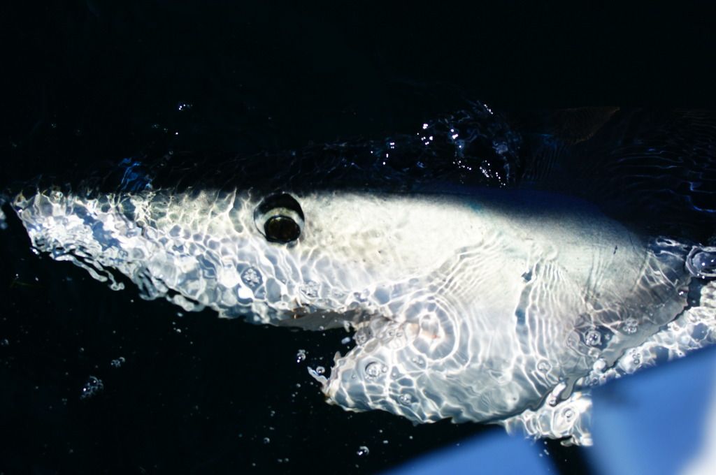 Sharkfishing2011033.jpg