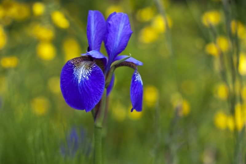 IMAGE: http://i1097.photobucket.com/albums/g350/winwinphoto/IMG_2010-800.jpg