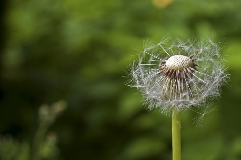 IMAGE: http://i1097.photobucket.com/albums/g350/winwinphoto/IMG_2018-800.jpg