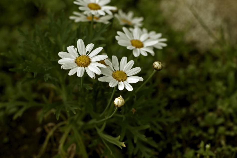 IMAGE: http://i1097.photobucket.com/albums/g350/winwinphoto/IMG_2344-1680-950.jpg