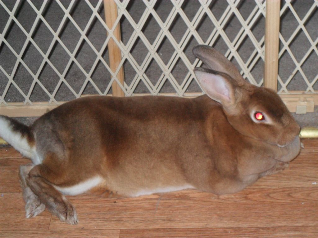 Is my rabbit overweight? Rabbits Online Pet Rabbit & Bunny Forum