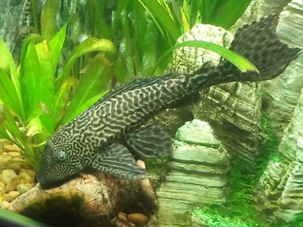 2011-03-31235218.jpg