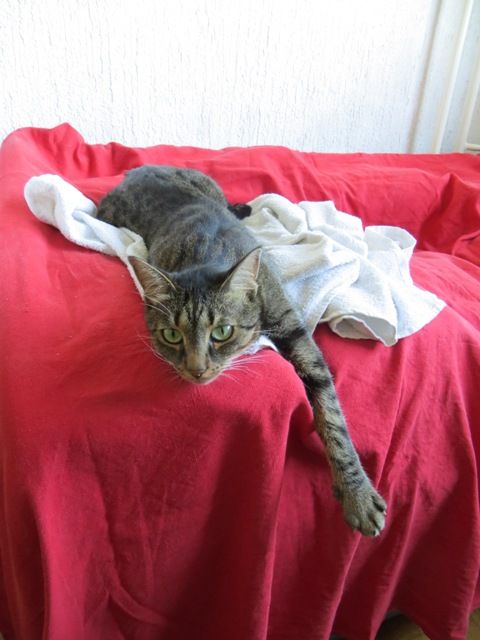 Slika