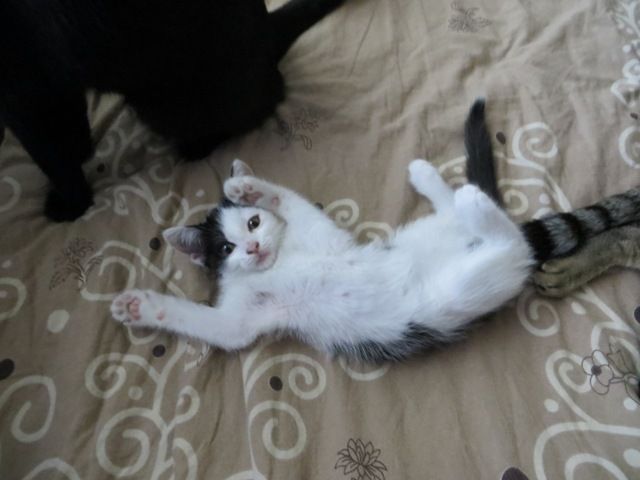Slika