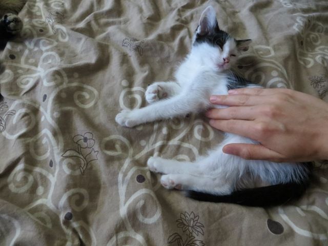 Slika