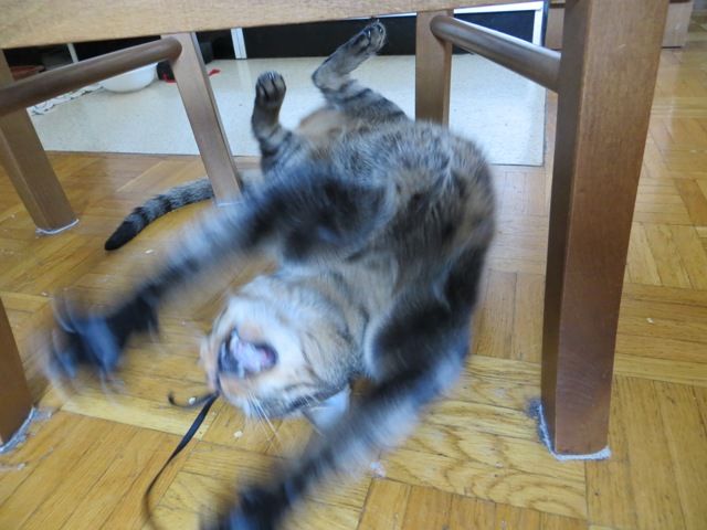 Slika
