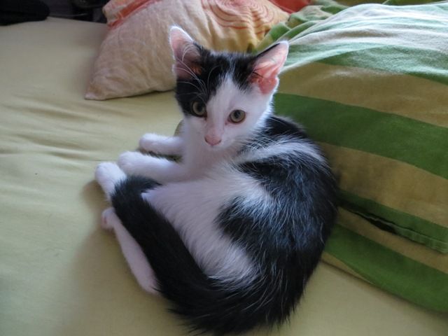 Slika