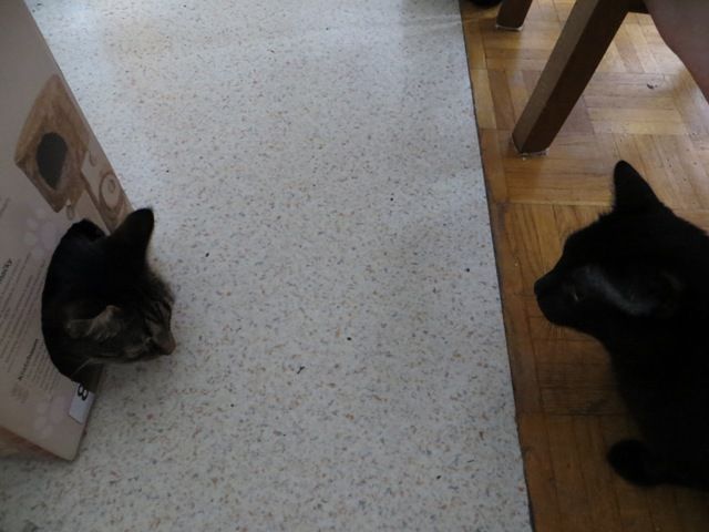 Slika