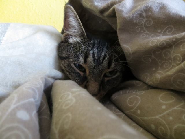 Slika