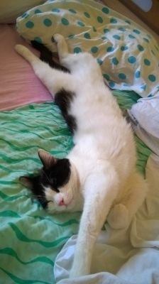Slika