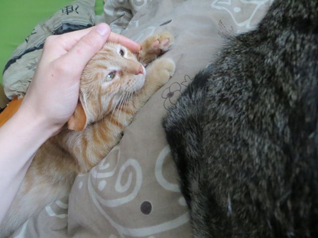 Slika