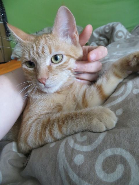 Slika