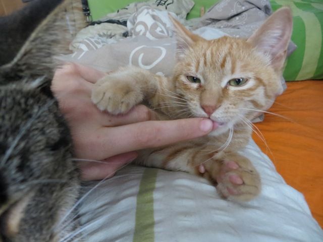 Slika