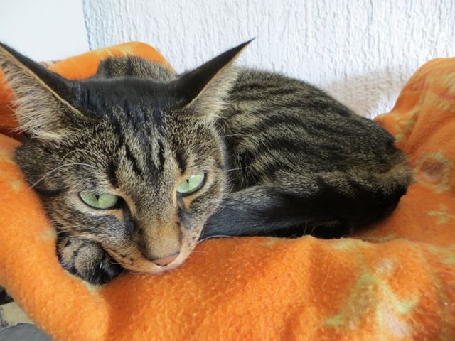 Slika