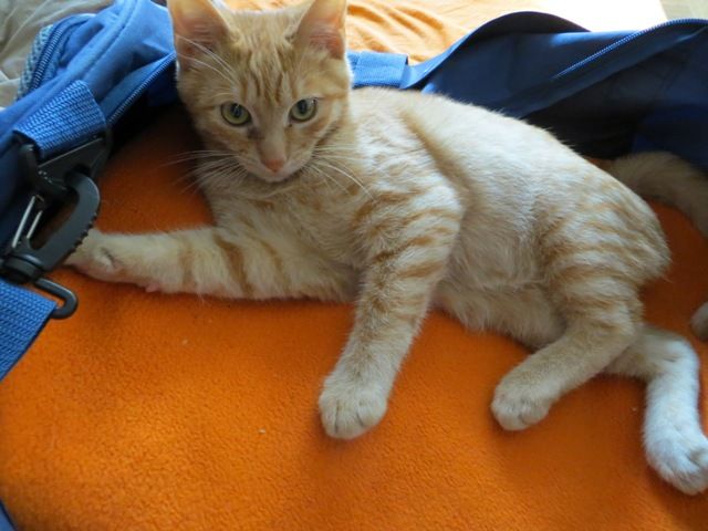 Slika