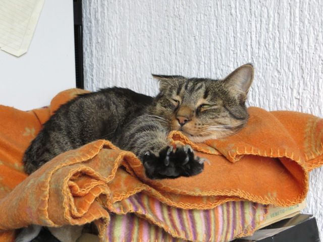 Slika