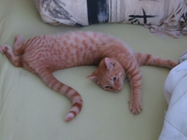 Slika