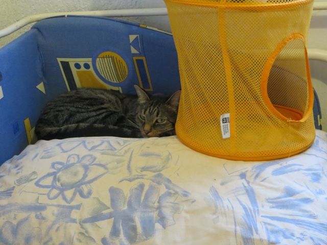 Slika