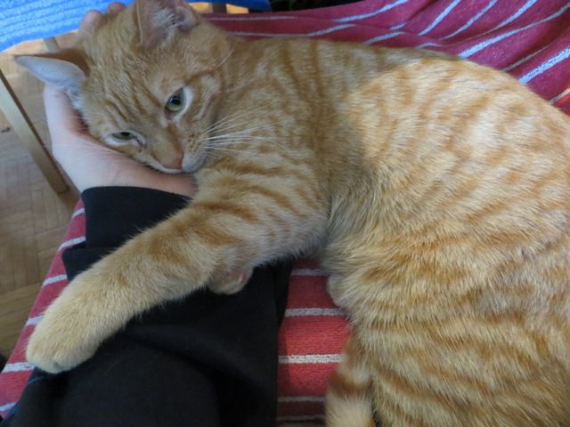 Slika