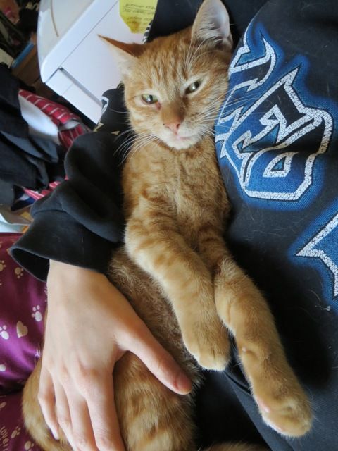 Slika