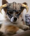 dovahcorgi2.jpg