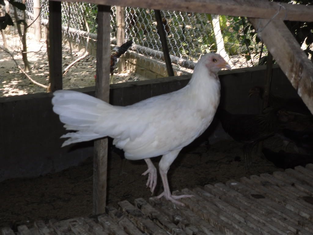 Trại Gà Mỹ LIÊN HOÀN - www.gamy.vn