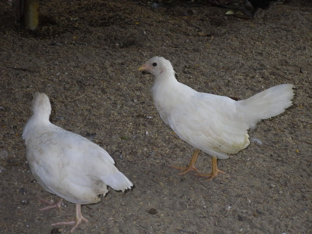 Trại Gà Mỹ LIÊN HOÀN - www.gamy.vn - 1