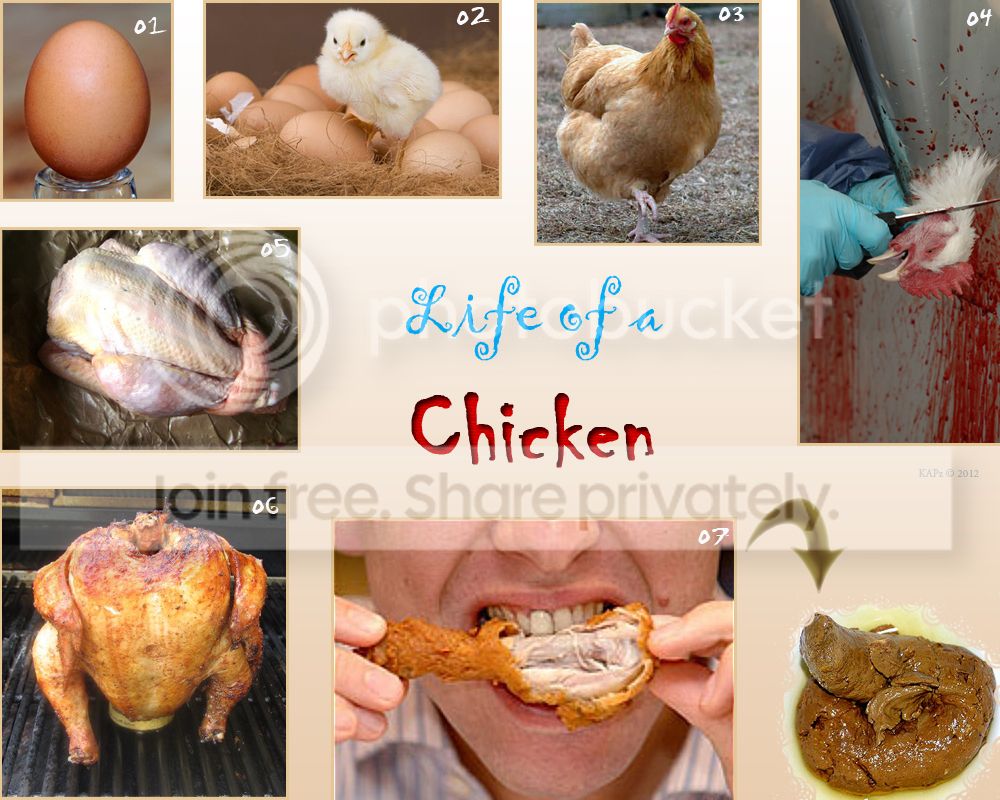 ChickenLife3.jpg