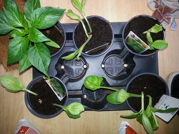 courgetteengroenepaprika_zps1f254414.jpg