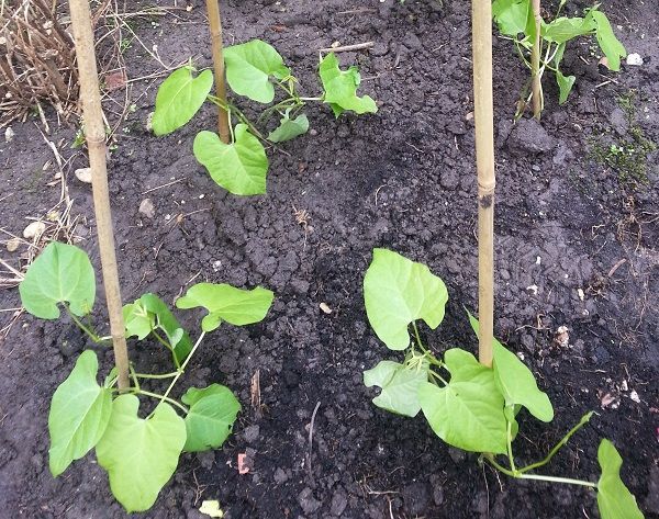tuin003_zps71e36ed1.jpg
