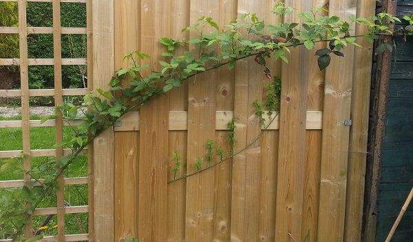tuin004_zps9ae1b100.jpg