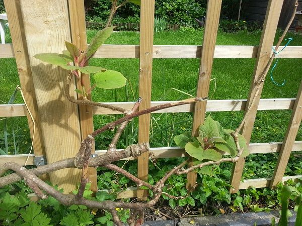 tuin006_zpsddf4f24a.jpg